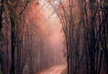 天涯四美男是哪四个